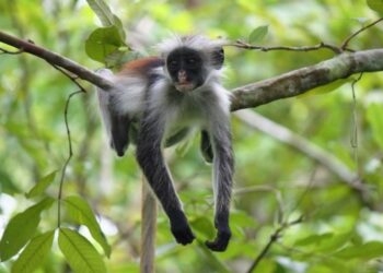 زنجبار ..مدينة البهار والرمال البيضاء