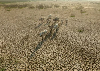 منظمة العفو الدولية تناشد الدول الأكثر ثراءً نجدة الدول المنكوبة مناخيًا بإفريقيا