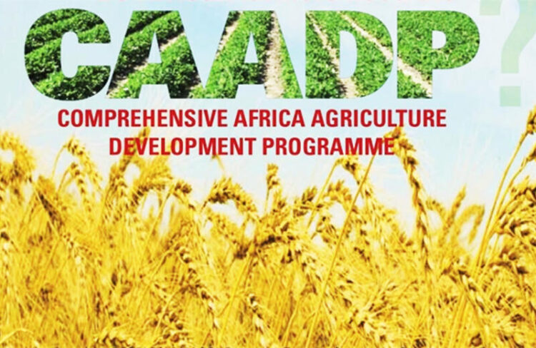 البرنامج الشامل للتنمية الزراعية في إفريقيا (CAADP) بين التقدم المُحرَز والخطط الجديدة