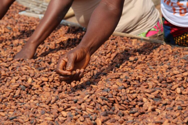 قمة طارئة حول أجندة التنمية الزراعية الشاملة لإفريقيا