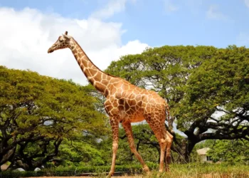 الزرافة وإفريقيا المهزومة: رؤية في سيكولوجية المستعمر!