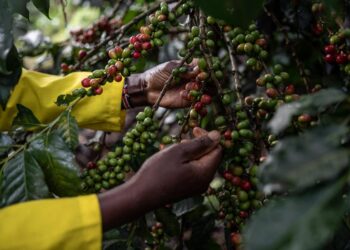 عين على إفريقيا: يوم إفريقيا بين القهوة المنهوبة وتفشّي جدري القرود!