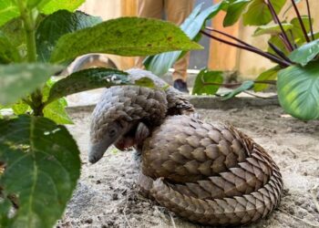 نيجيريا تفرض عقوبات أكثر صرامة على تجار الحياة البرية