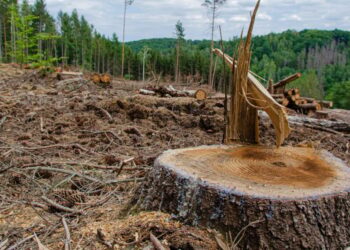 جنوب إفريقيا تُدرج الجرائم البيئية على جدول أعمال مجموعة العشرين