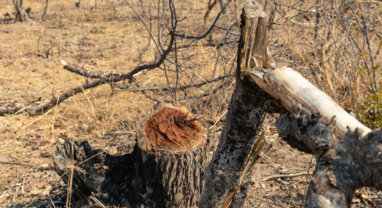 غرب إفريقيا: تقرير يحذر من خطر إزالة الغابات على مصادر المياه