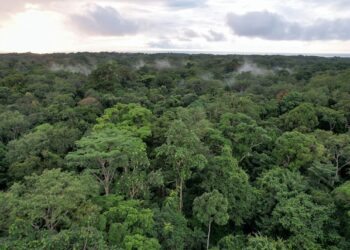 الغابون توقع اتفاقية تاريخية لحماية غابات حوض الكونغو المطيرة