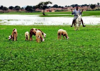 التجارة الدولية في الحمير وتداعياتها السلبية على إفريقيا جنوب الصحراء