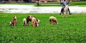 التجارة الدولية في الحمير وتداعياتها السلبية على إفريقيا جنوب الصحراء