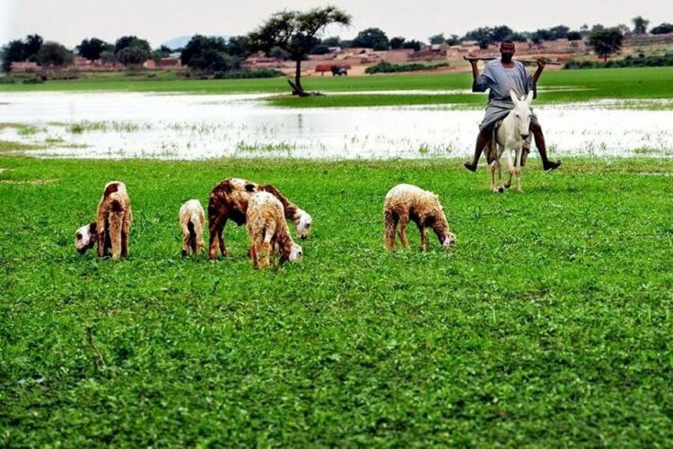 التجارة الدولية في الحمير وتداعياتها السلبية على إفريقيا جنوب الصحراء