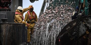 منطقة الساحل الإفريقي وصناعة صيد الأسماك المهملة