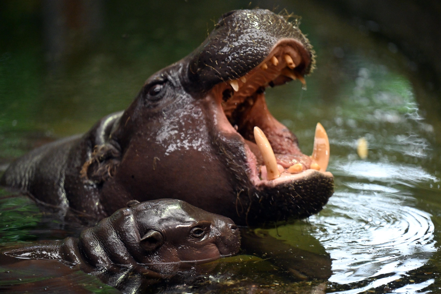 تصيب الجمرة الخبيثة الحيوانات  