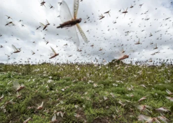 أسراب الجراد والأمن الغذائي في إفريقيا جنوب الصحراء..  التحديات والاستجابات الإقليمية