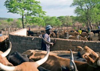 مخاوف من تفشي عدوى الجمرة الخبيثة في أوغندا