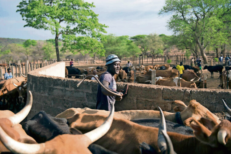 مخاوف من تفشي عدوى الجمرة الخبيثة في أوغندا