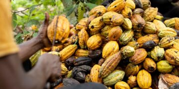 مفارقة الكاكاو في غرب إفريقيا (2024-2026م).. إرث الاستعمار وآفة الاحتكار